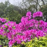(Category: ) located in . Submitted by juezin (Listing ID 1363766993, Image 1). Description: .