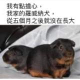 由 a98711338 (刊登 ID 1378498468，圖片 1) 提交，位於 的 (類別：)，說明：。