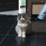 (Kategori: ) berada di . Dikirim oleh avenaaime05 (ID iklan 1363486628, Gambar 1). Deskripsi: .