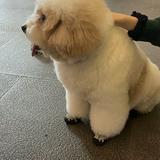 (Category: ) located in . Submitted by bubbletea1996 (Listing ID 1374912691, Image 1). Description: .