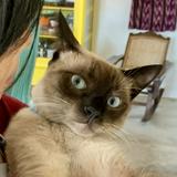 (Category: ) located in . Submitted by chung.aganinta (Listing ID 1334215415, Image 1). Description: .