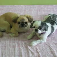 (Category: ) located in . Submitted by lasheshen16612 (Listing ID 1365879269, Image 1). Description: .