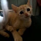 (Category: ) located in . Submitted by rsam8952039844 (Listing ID 1363096913, Image 1). Description: .