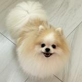 由 yiiiiiii.___ (刊登 ID 1380469836，圖片 1) 提交，位於 的 (類別：)，說明：。