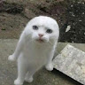 由 abc097916368263 (刊登 ID 1384566104，圖片 1) 提交，位於 的 (類別：)，說明：。
