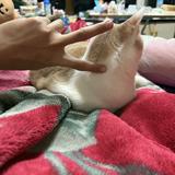 由 as152152 (刊登 ID 1376342337，圖片 1) 提交，位於 的 (類別：)，說明：。