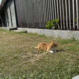 （分類：）位於 。 由 karysy 提交（商品編號 1385220435，圖片 1）。簡介： 。
