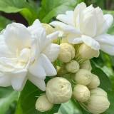 (Kategori: ) berada di . Dikirim oleh melati_ofc (ID iklan 1366078348, Gambar 1). Deskripsi: .