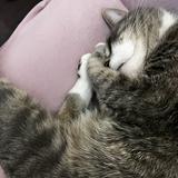 （分類：）位於 。 由 meowmeow_store 提交（商品編號 1364400126，圖片 1）。簡介： 。