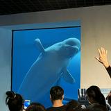 由 dorisyeh323133 (刊登 ID 1361895361，圖片 1) 提交，位於 的 (類別：)，說明：。