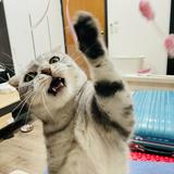 由 dave871016 (刊登 ID 1384513319，圖片 1) 提交，位於 的 (類別：)，說明：。