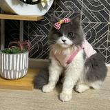 (Category: ) located in . Submitted by mochichuche (Listing ID 1381248906, Image 1). Description: .