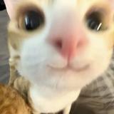 (Category: ) located in . Submitted by quackythaduck (Listing ID 1346174730, Image 1). Description: .