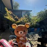 (Category: ) located in . Submitted by cindurr (Listing ID 1439929080, Image 1). Description: .
