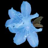 (Category: ) located in . Submitted by silkshop8i8 (Listing ID 1376820785, Image 1). Description: .