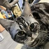 （分類：）位於 。 由 rickyng0v0 提交（商品編號 1386214513，圖片 1）。簡介： 。