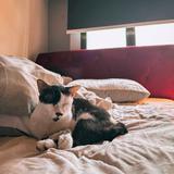 (Category: ) located in . Submitted by sofie.xx (Listing ID 1378188872, Image 1). Description: .