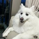 （分類：）位於 。 由 missluxary 提交（商品編號 1385210356，圖片 1）。簡介： 。
