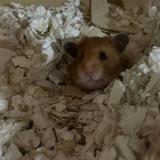 (Category: ) located in . Submitted by sirbeanthefluf (Listing ID 1384631056, Image 1). Description: .