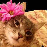 (Kategori: ) berada di . Dikirim oleh chloeshes (ID iklan 1375572384, Gambar 1). Deskripsi: .