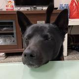 由 lf23340 (刊登 ID 1381435678，圖片 1) 提交，位於 的 (類別：)，說明：。