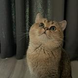 （分類：）位於 。 由 setyoufree 提交（商品編號 1328782282，圖片 1）。簡介： 。