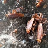 (Category: ) located in . Submitted by fumigationpestcontrol89178061 (Listing ID 1052550983, Image 1). Description: .