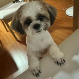 (Category: ) located in . Submitted by lalabels101 (Listing ID 1364462557, Image 1). Description: .
