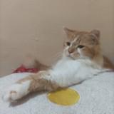 (Kategori: ) berada di . Dikirim oleh raniasmarani (ID iklan 1380487835, Gambar 1). Deskripsi: .