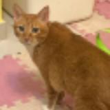 （分類：）位於 。 由 boe5catsmom 提交（商品編號 1385721672，圖片 1）。簡介： 。