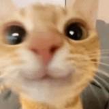 (Category: ) located in . Submitted by capybara._ (Listing ID 1381584965, Image 1). Description: .