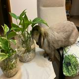(Category: ) located in . Submitted by s.ysy (Listing ID 1364329769, Image 1). Description: .