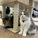 (Category: ) located in . Submitted by erlisyasyuhada (Listing ID 1363213881, Image 1). Description: .