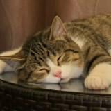 （分類：）位於 。 由 sptsang 提交（商品編號 1373733321，圖片 1）。簡介： 。