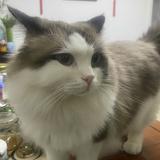 （分類：）位於 。 由 CK___w 提交（商品編號 1364482608，圖片 1）。簡介： 。