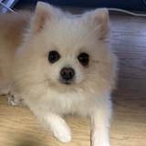 (Category: ) located in . Submitted by cho. (Listing ID 1013744335, Image 1). Description: .