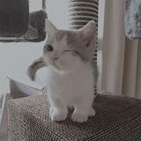 （分類：）位於 。 由 noobest 提交（商品編號 1352782389，圖片 1）。簡介： 。