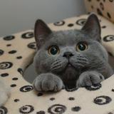 （分類：）位於 。 由 miss.meowmeow 提交（商品編號 1360962493，圖片 1）。簡介： 。