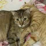 (Kategori: ) berada di . Dikirim oleh kakakkucing (ID iklan 1365232216, Gambar 1). Deskripsi: .