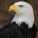 （分類：）位於 。 由 eagle_auction 提交（商品編號 1364978601，圖片 1）。簡介： 。