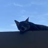 (Kategori: ) berada di . Dikirim oleh yukadopt (ID iklan 1340604703, Gambar 1). Deskripsi: .