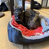 由 cheli.linus (刊登 ID 1364868264，圖片 1) 提交，位於 的 (類別：)，說明：。