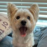 (Category: ) located in . Submitted by doglover822 (Listing ID 1364896285, Image 1). Description: .