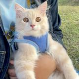 (Kategori: ) berada di . Dikirim oleh dramatic_cat (ID iklan 1385652247, Gambar 1). Deskripsi: .