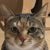 （分類：）位於 。 由 yamante 提交（商品編號 1374561079，圖片 1）。簡介： 。