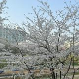 （分類：）位於 。 由 kolkolmiy 提交（商品編號 1270915406，圖片 1）。簡介： 。