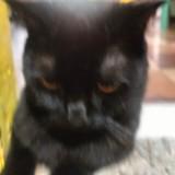 (Category: ) located in . Submitted by mhicachuu (Listing ID 1375548161, Image 1). Description: .