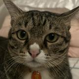 (Category: ) located in . Submitted by cair8 (Listing ID 1154268749, Image 1). Description: .