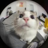 (Category: ) located in . Submitted by afanzzz (Listing ID 1235460974, Image 1). Description: .