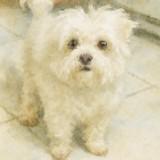 由 little.yu888 (刊登 ID 1338692449，圖片 1) 提交，位於 的 (類別：)，說明：。
